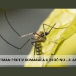 Komarac na površini vode – tretman larvi komaraca Beočin