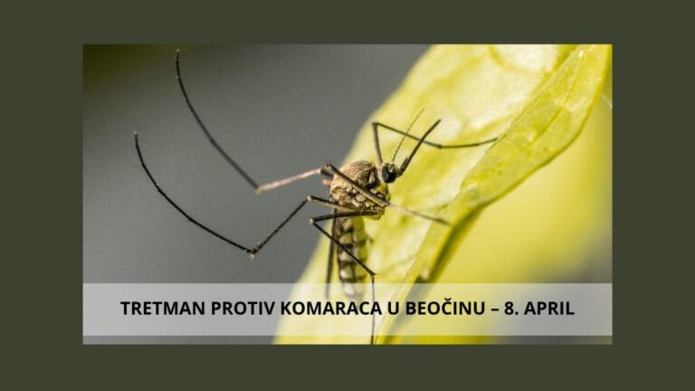 Komarac na površini vode – tretman larvi komaraca Beočin