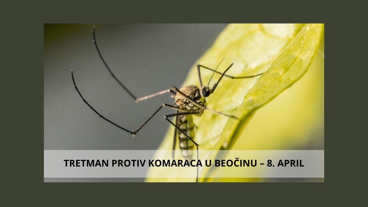 Komarac na površini vode – tretman larvi komaraca Beočin